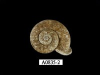 藏品(扁山蝸牛)的圖片